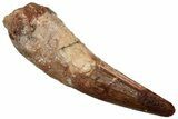 Fossil Spinosaurus Tooth - Real Dinosaur Tooth #356775-1